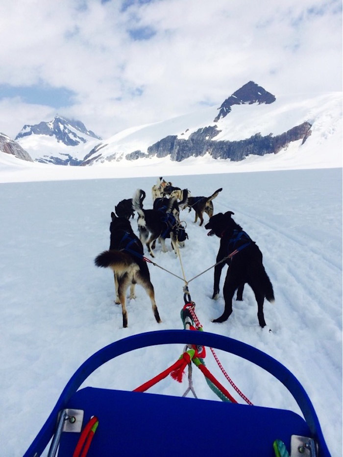 dog sledding - ship mate cruise photo