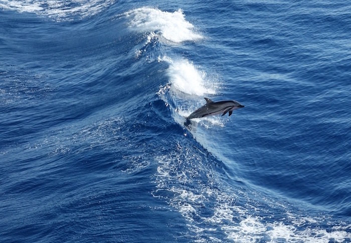 dolphin jumping