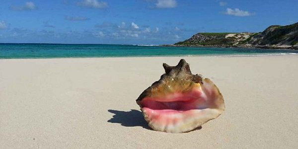 grand turk conch shell
