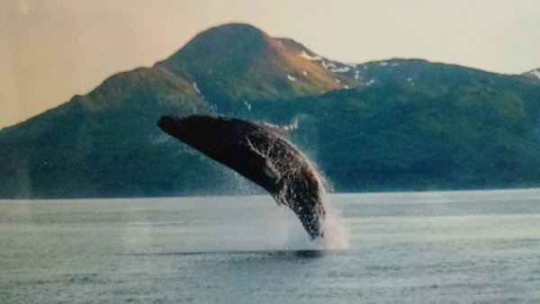 cruise whale watching 
