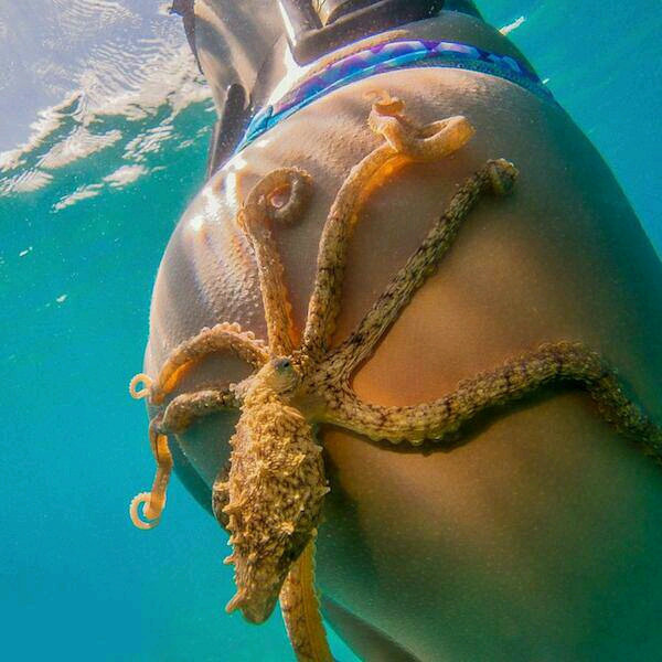 octopus butt